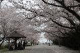 大貞公園桜