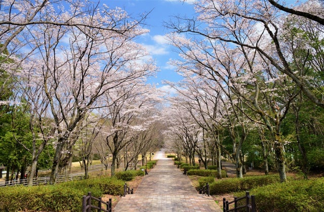 真岡 の トップ 一 万 本 桜 まつり