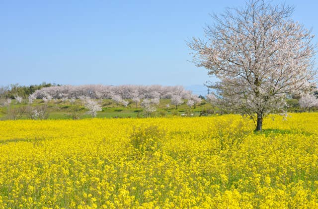 火張山花公園