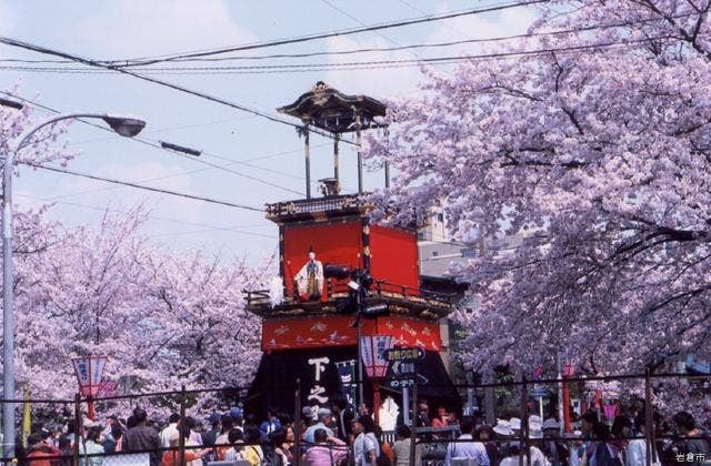 桜と山車