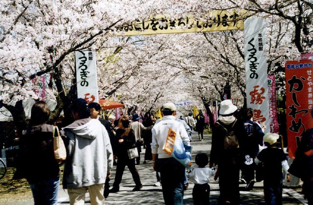 都城もちお桜まつり / 宮崎県 -【JAPAN 47 GO】 都城もちお桜まつり / 宮崎県 -【JAPAN 47 GO】