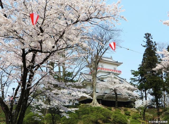 千秋公園桜まつり