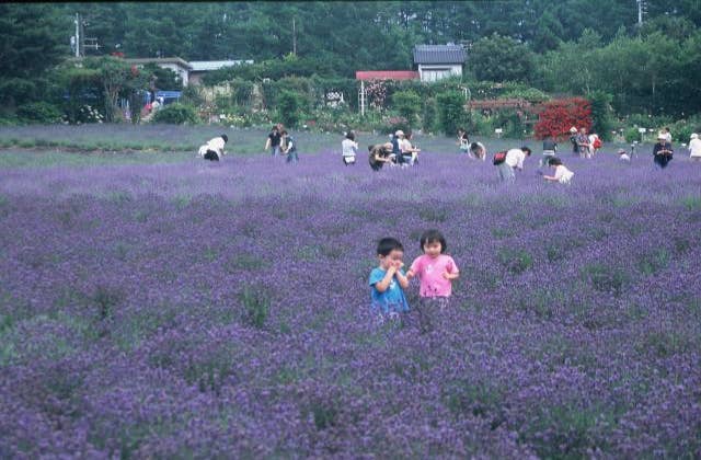 ラベンダーまつり