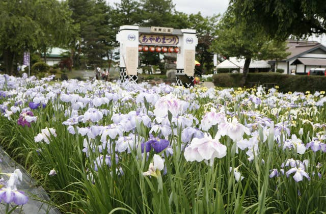 浅舞公園あやめまつり