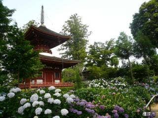 久米寺　あじさい