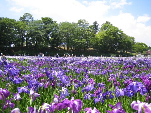 多賀城跡あやめまつり