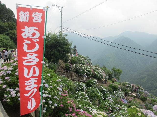 新宮あじさい祭り