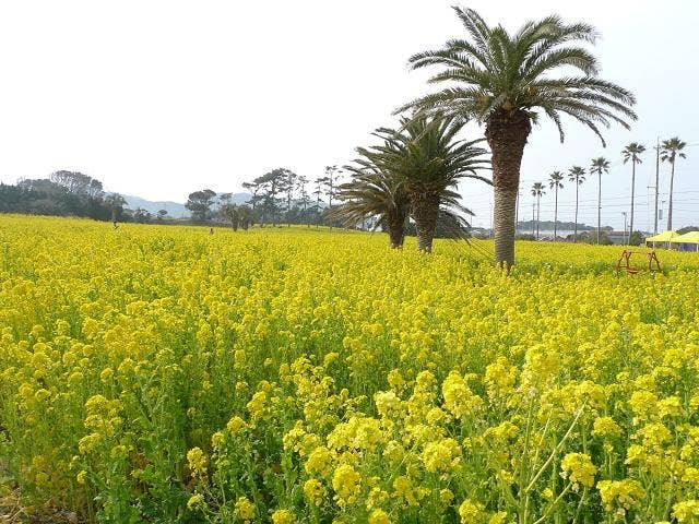 菜の花満開