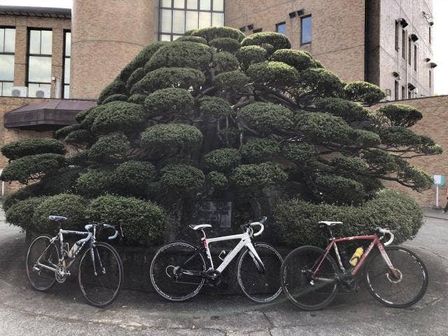 巨木めぐりサイクリングコース