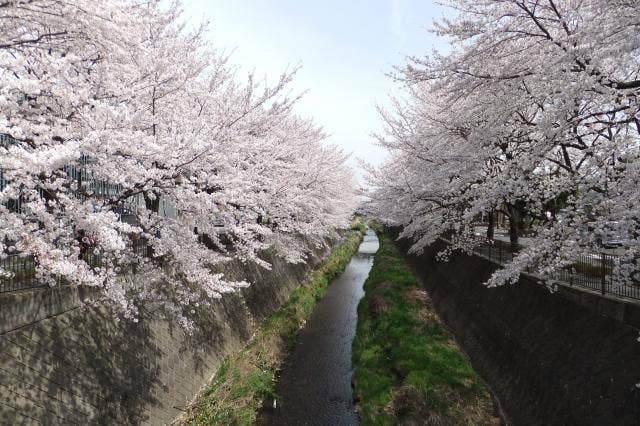 三沢川の桜