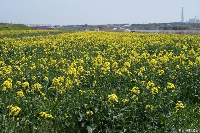 久慈川沿いの菜の花畑