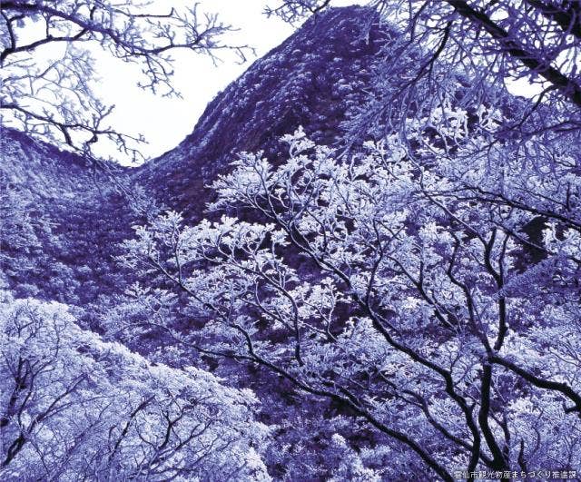 雲仙の霧氷