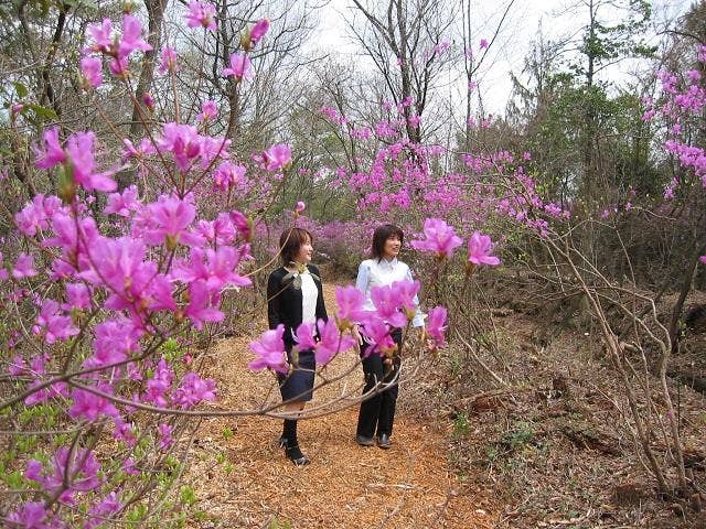 かわい快適の森