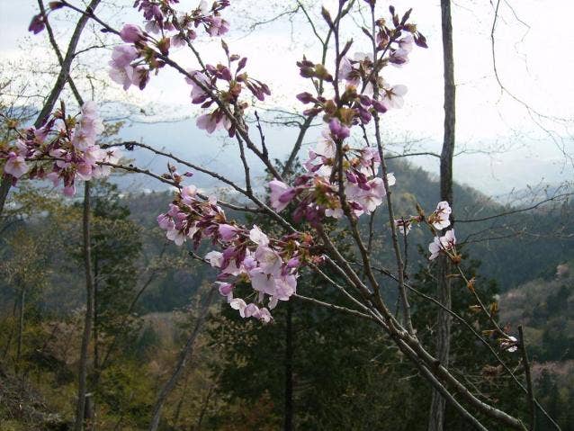 八重山の桜