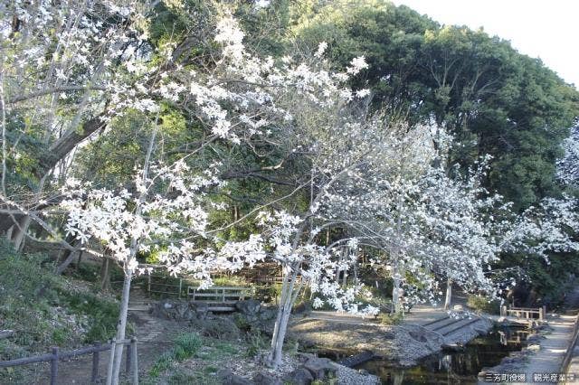 竹間沢こぶしの里