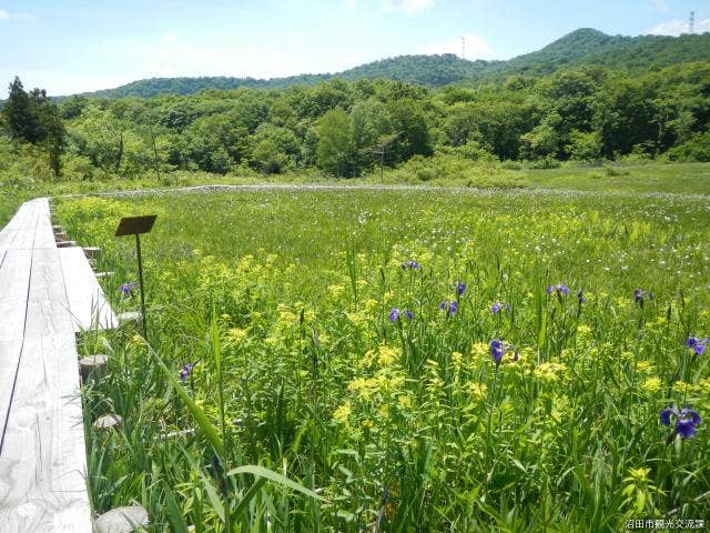 初夏の玉原湿原