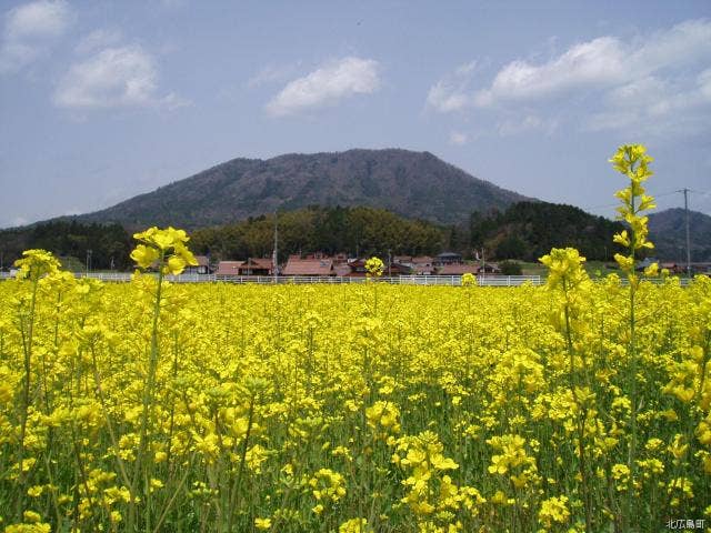 寒曳山と菜の花