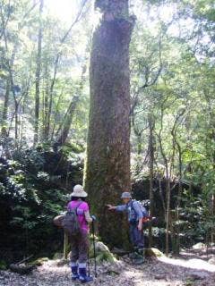 イチイガシの巨樹