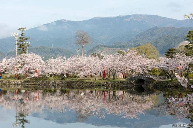 小城公園の桜