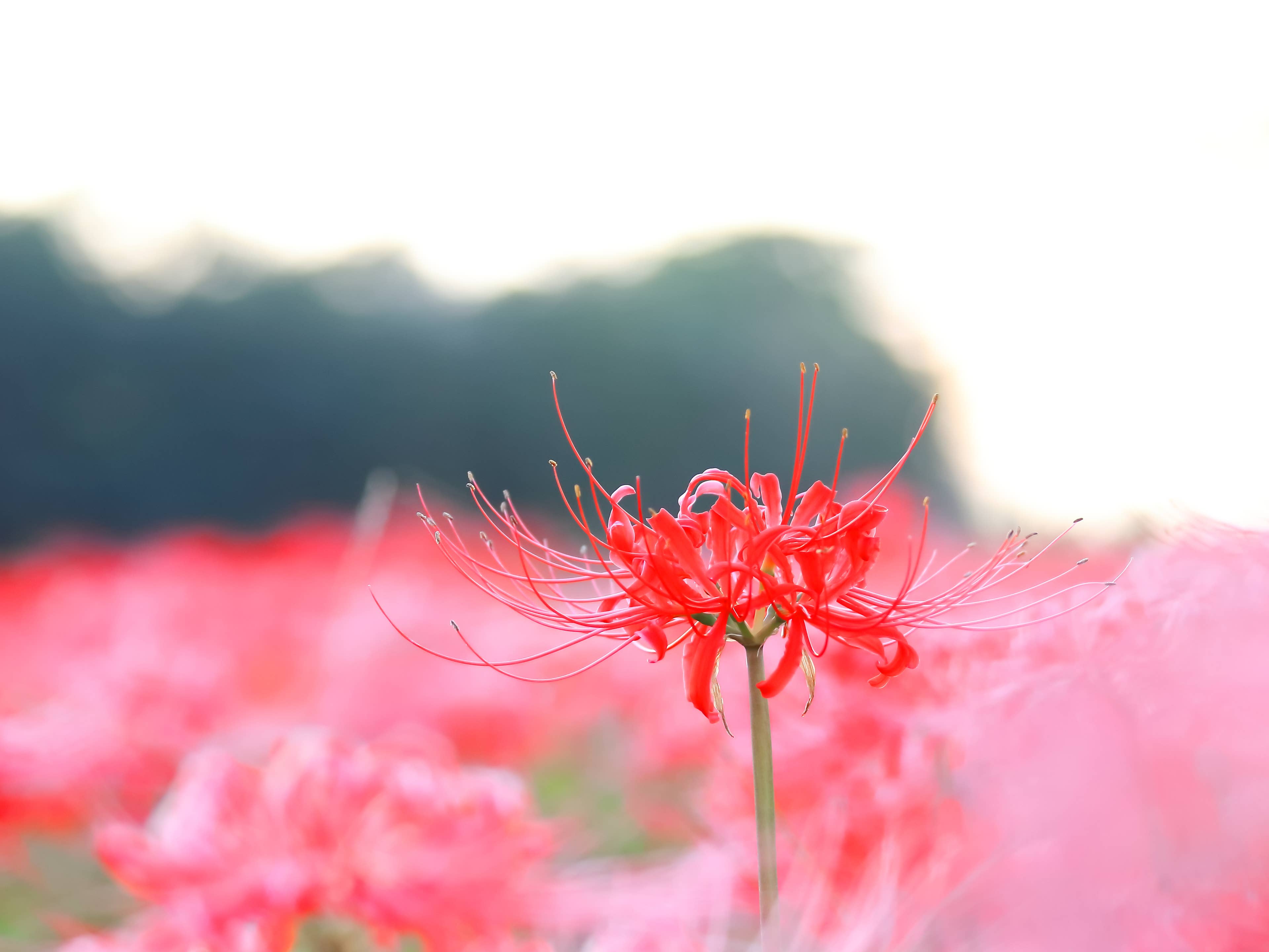 烏川の彼岸花