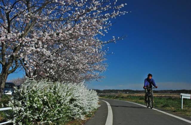 印旛沼サイクリングロード