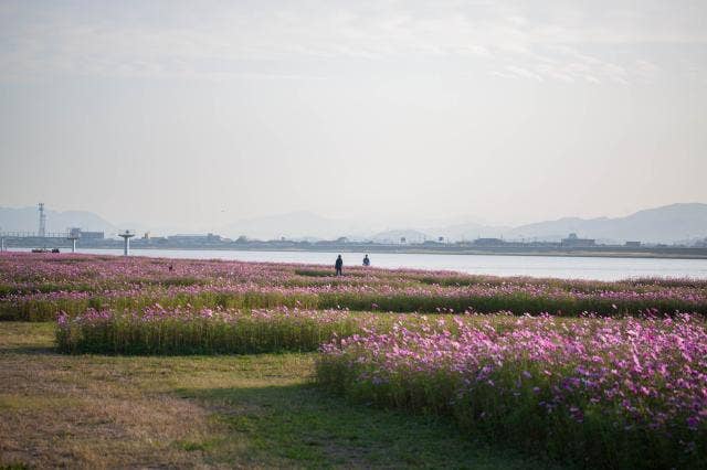 遠賀川河川敷のコスモス園風景