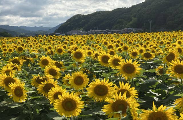 佐用町南光ひまわり畑