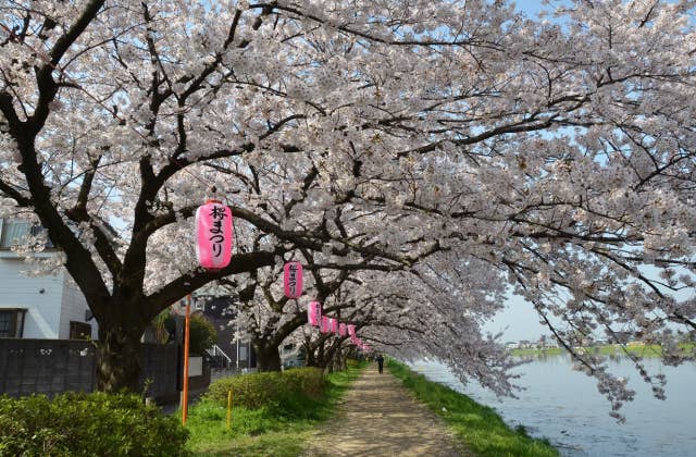 古利根川桜まつり