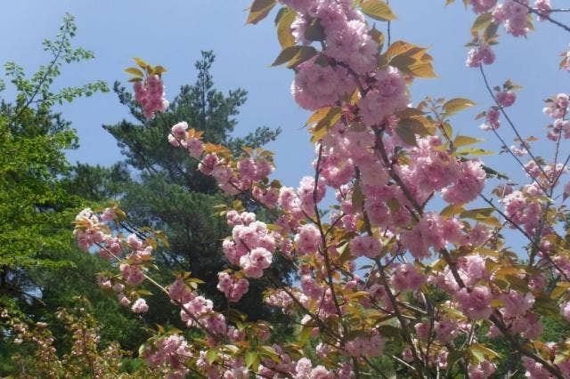 牡丹桜