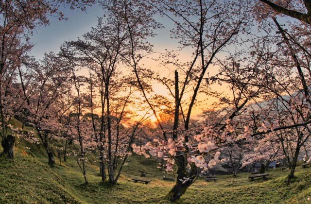 橋本市高野口公園桜ウィーク