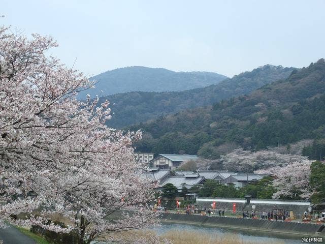 五十鈴川桜まつり01