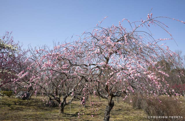 平芝公園の梅