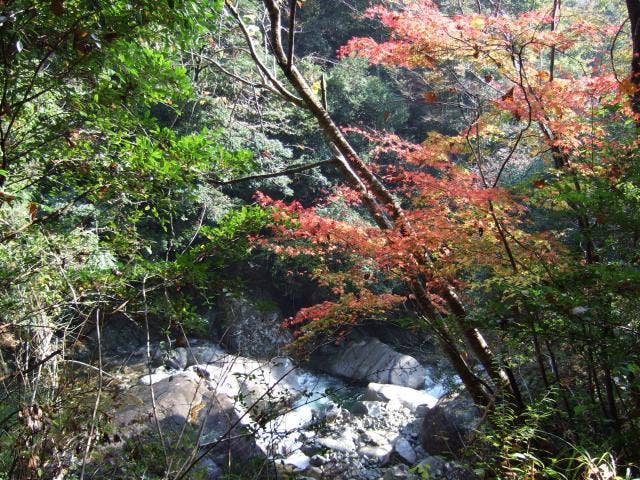 尾鈴もみじ狩り