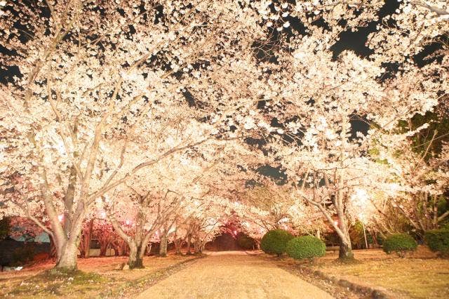 早島公園夜桜ライトアップ