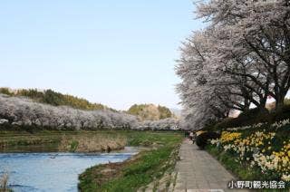 夏井千本桜