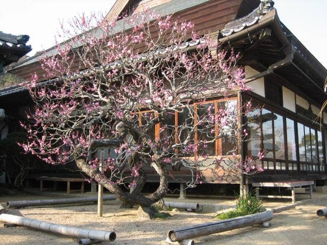 観照寺の梅まつり