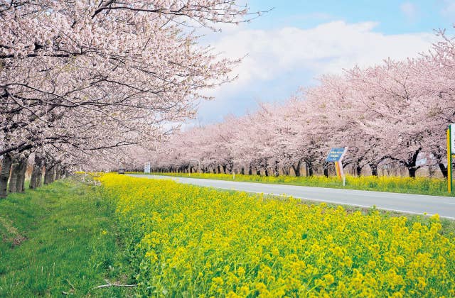 菜の花ロード