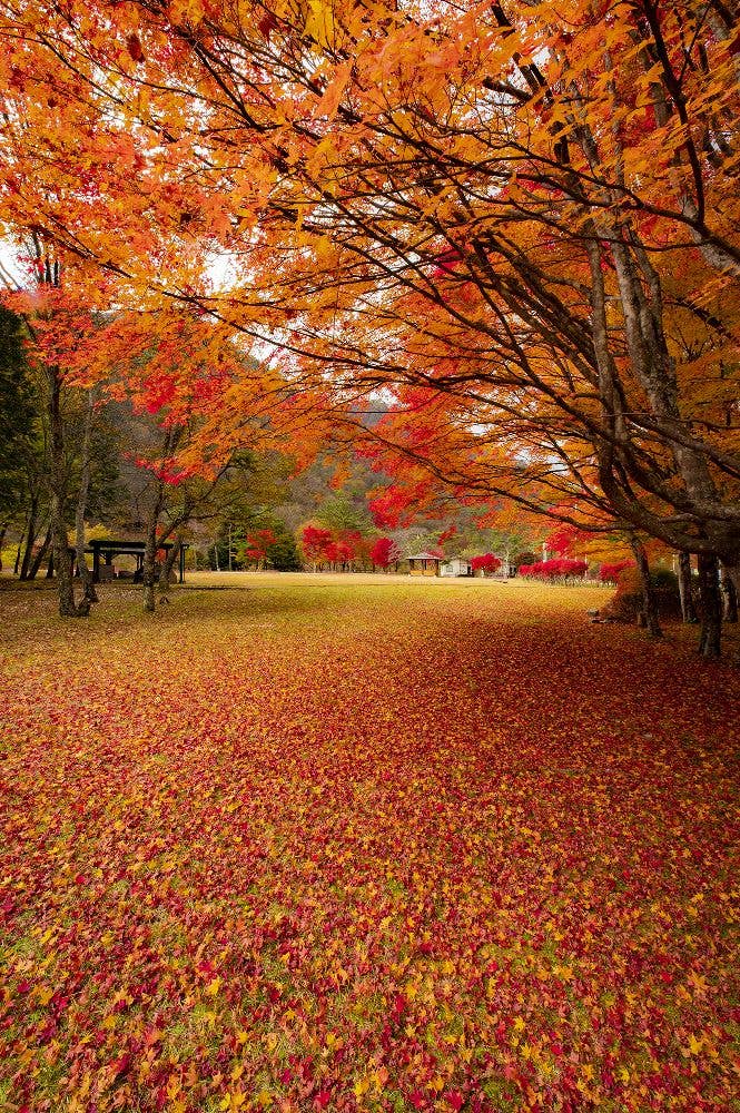 足尾・銀山平公園の紅葉