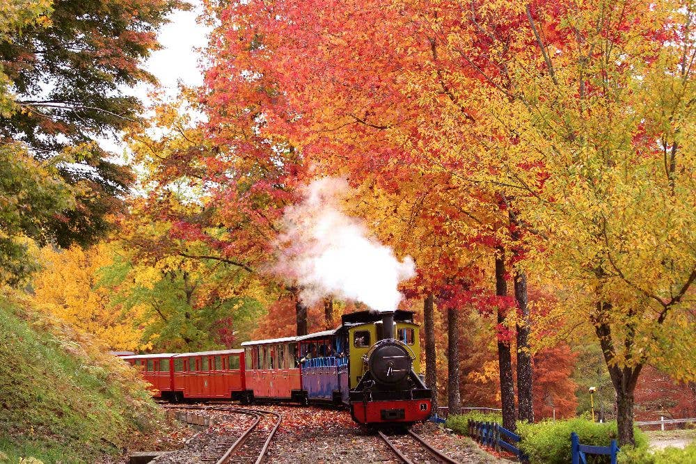 修善寺・虹の郷（匠の村・もみじ林）の紅葉