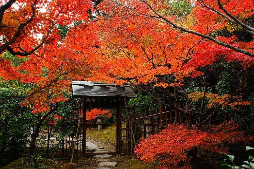 白鳥庭園の紅葉