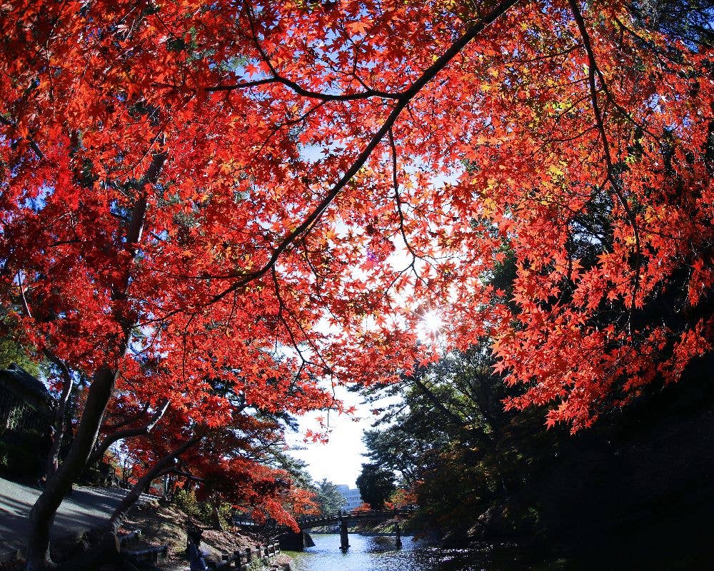 岡崎市東公園の紅葉