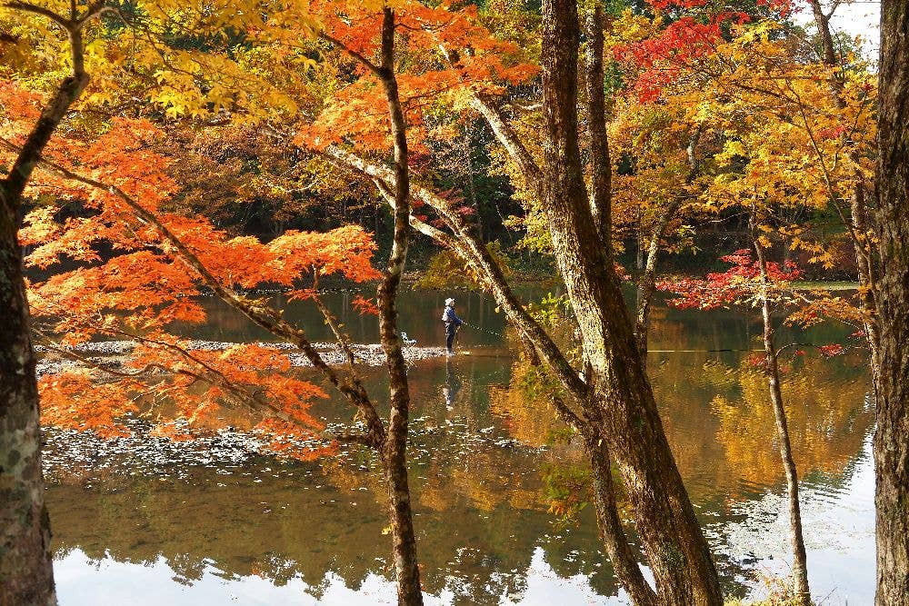 段戸裏谷原生林　きららの森の紅葉