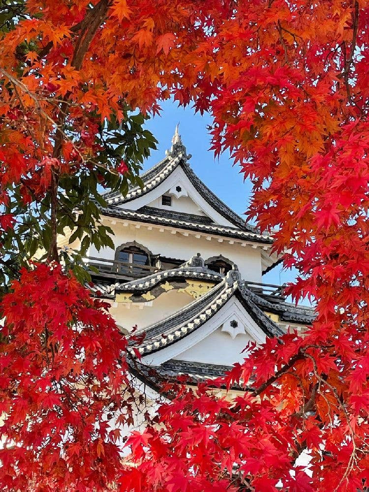 特別史跡彦根城跡・名勝玄宮楽々園の紅葉