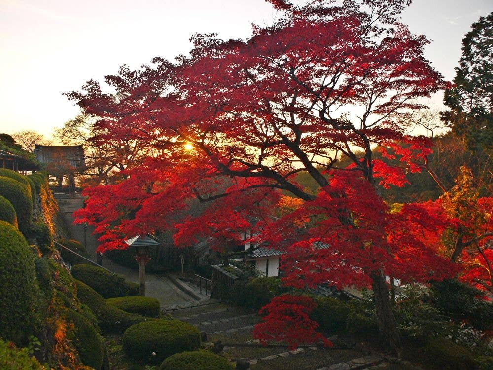 洛西（善峯寺）