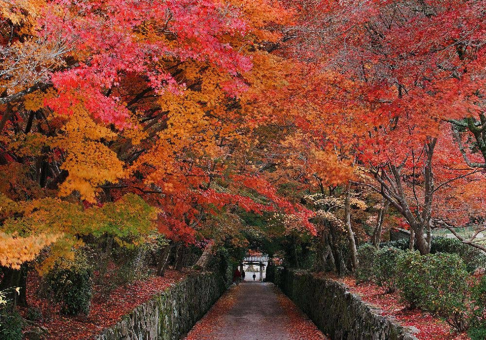 宇治（興聖寺）