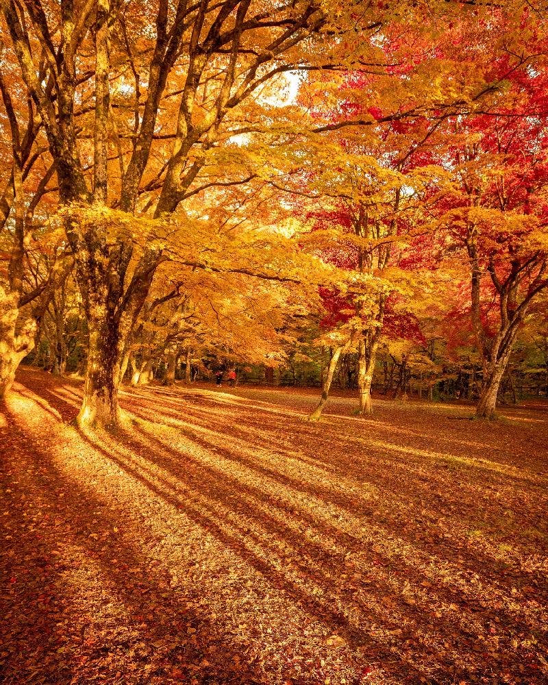 中野もみじ山の紅葉