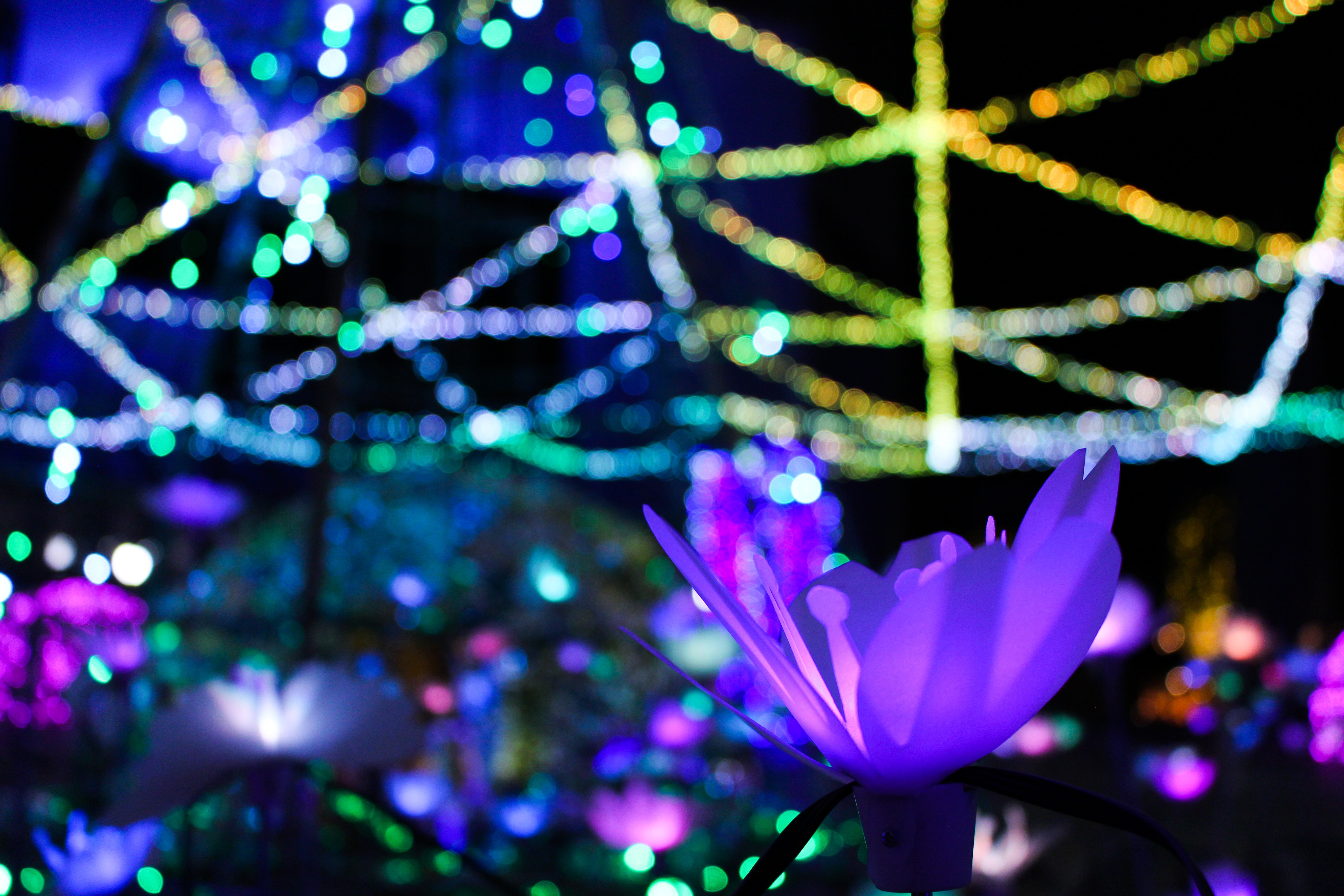 Hitachi Starlight Illumination 2025 / 茨城県 -【JAPAN 47 GO】