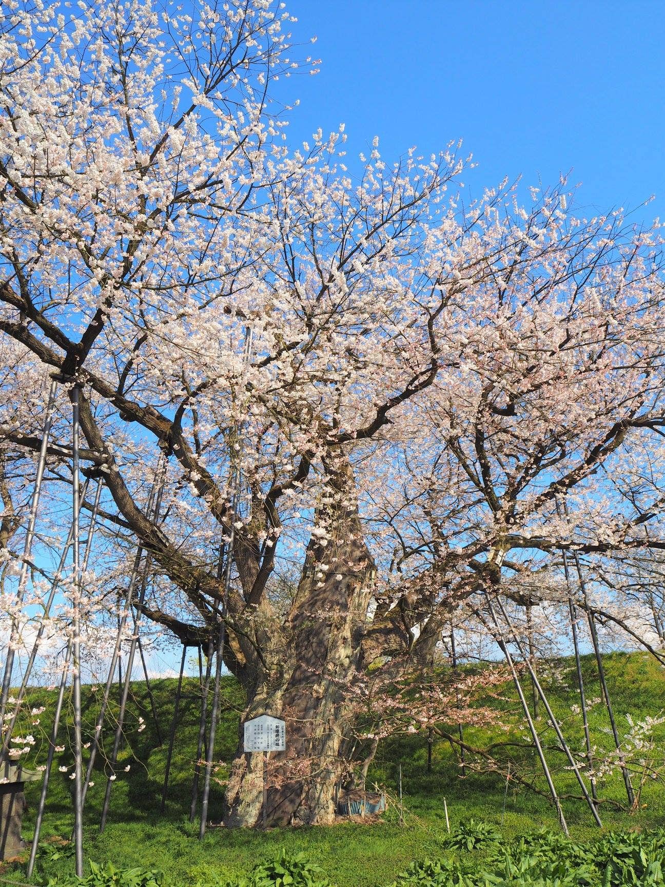 お達磨の桜