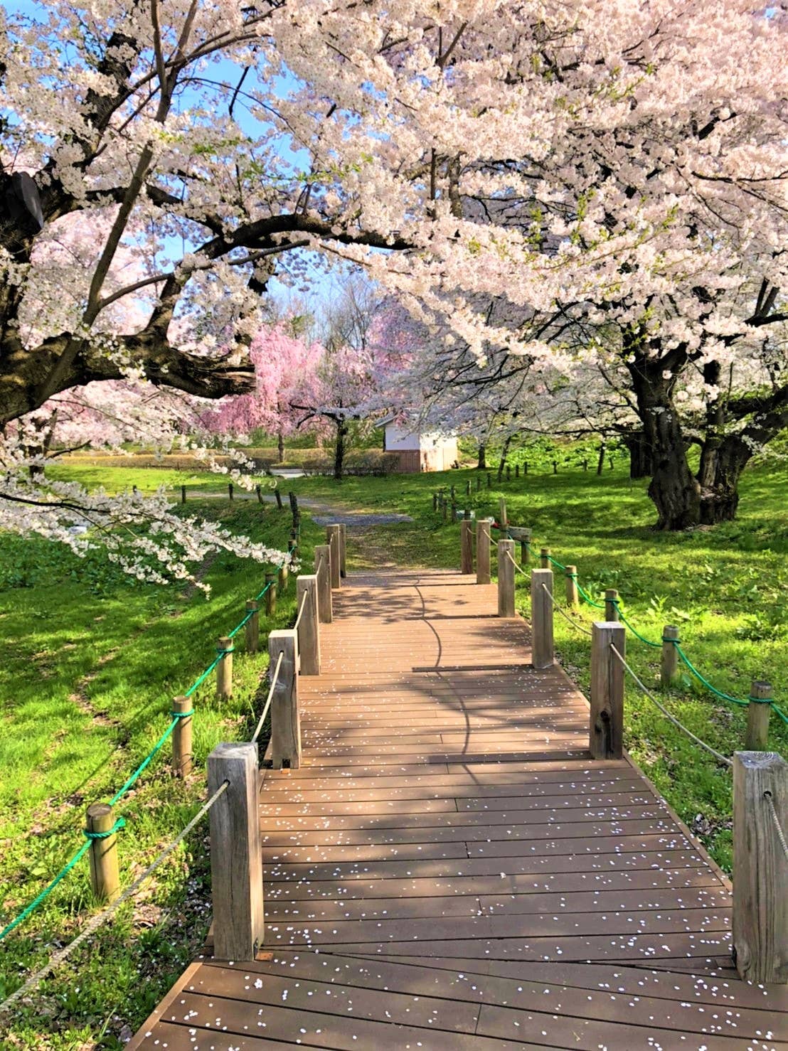 お達磨の桜