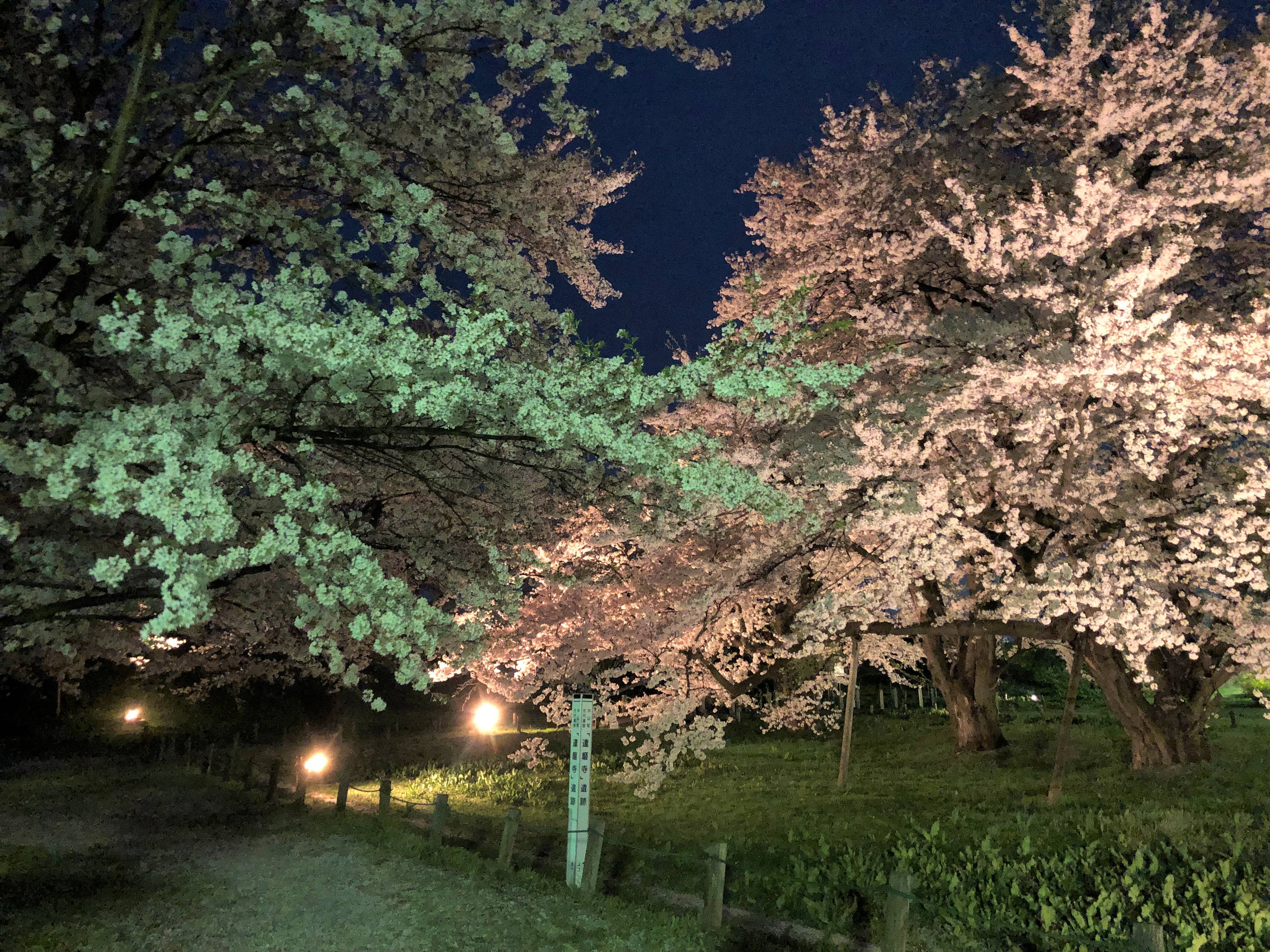 お達磨の桜